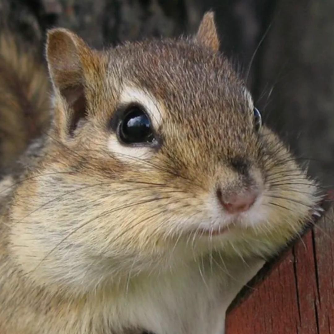 笑典动物园@抖音